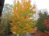 25_-_Nice_Fall_Color.JPG
