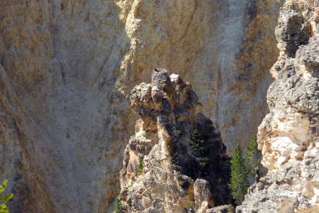 Osprey nest with adult and 2 juveniles