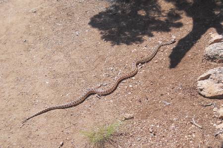 A harmless Bull Snake