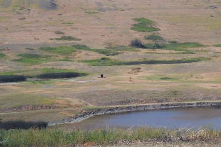 Lone Bison in National Bison Range