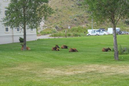 Resident Elk Herd