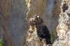 22_-_Osprey_Nest_in_canyon.JPG