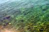 39_-_Flathead_Lake_-_clear_to_the_bottom.JPG