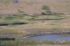 43_-_lone_Bison_in_the_National_Bison_Range.JPG