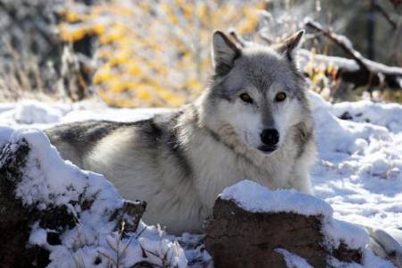 31_Wolf