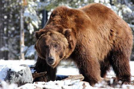 33_Grizzly