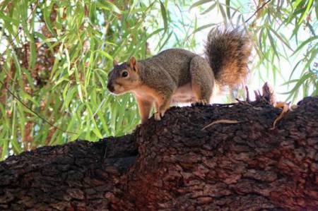 6_Squirrel