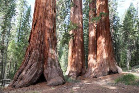 8_Sequoias