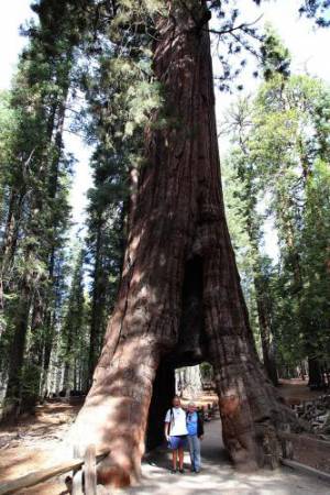 9_California_Tunnel_Tree
