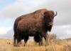 22_Bison_Cow_and_Calf.jpg