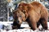 33_Grizzly.jpg