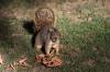 5_Squirrel.jpg
