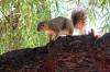 6_Squirrel.jpg