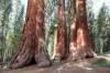 8_Sequoias.jpg