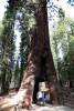 9_California_Tunnel_Tree.jpg