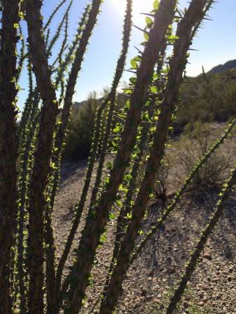 Octotillo light - Organ Pipe Cactus NM