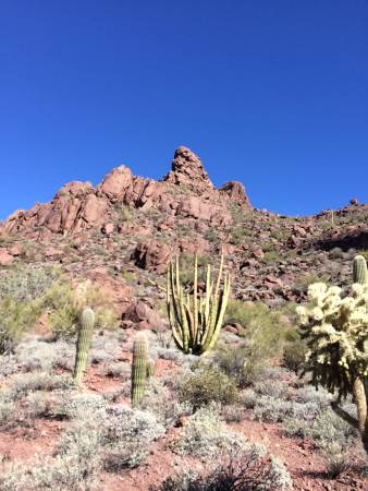 Organ Pipe Cactus NM -Alamo Canyon