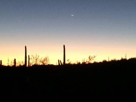 Evening light Organ Pipe Cactus NM