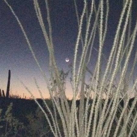 Ocotillo eve light