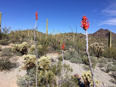 Ocotillo blooms - Organ Pipe Cactus NM