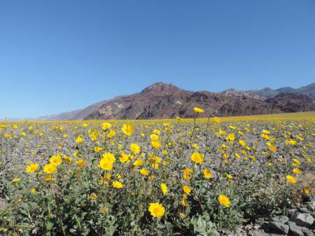 Death Valley Super Bloom