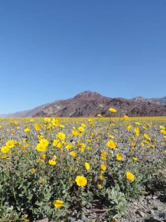 Super Bloom - Desert Sunflower