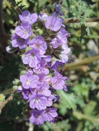 Phacelia