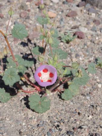 Desert Five-spot