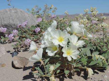 Sand Dune Evening Primrose