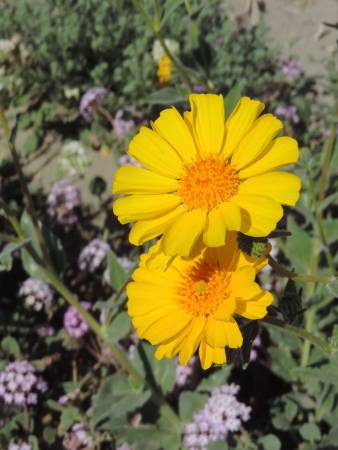 Desert Sunflower