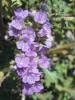 image181.jpeg