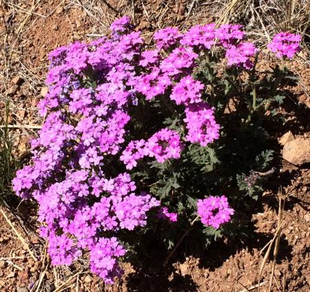 Verbena