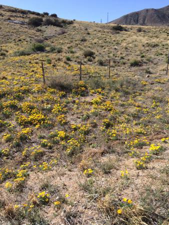Poppies - Organ Mtns
