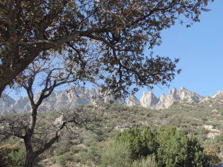 Organ Mtns NM
