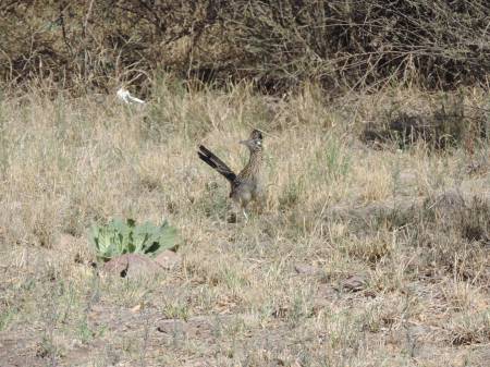 Roadrunner campsite