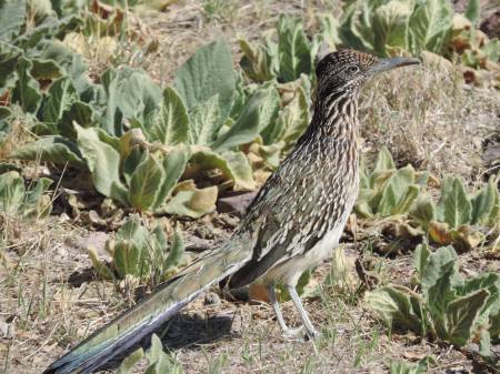 Roadrunner close up