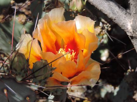 Cactus flower