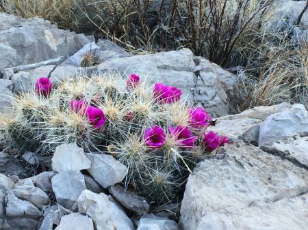Hedgehog along Rio Grande