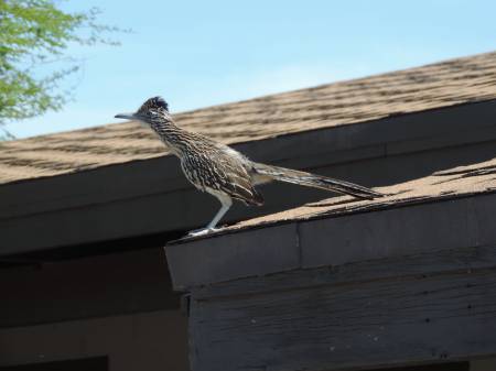 Roadrunner roof