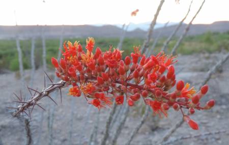 Ocotillo bloom