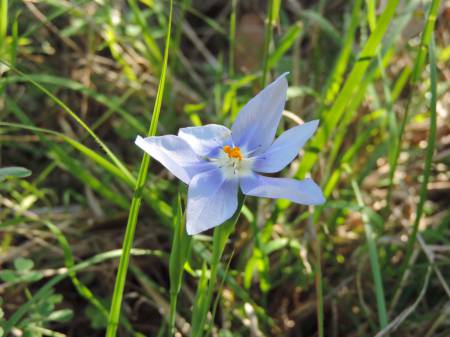 Perdenales wildflower