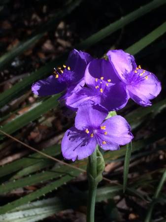 Perdenales Spiderwort