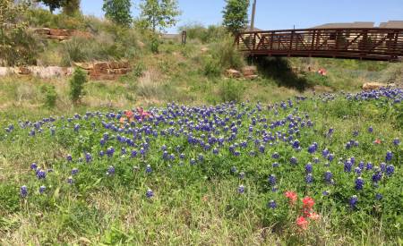 Texas wildflowers