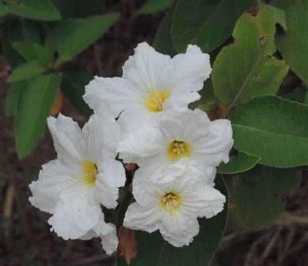 Texas Olive