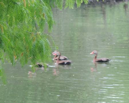 Blk-bellied Whistling duck