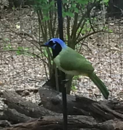 Green Jay