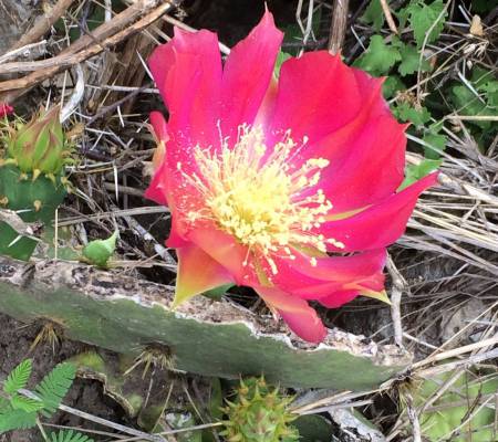 Cactus Flower - Palo Alto