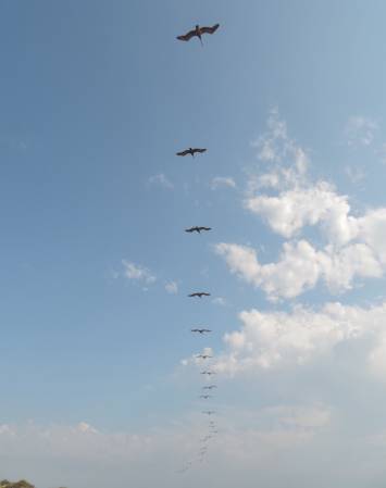 Pelican Fly-over