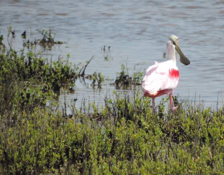 Roseate spoonbill