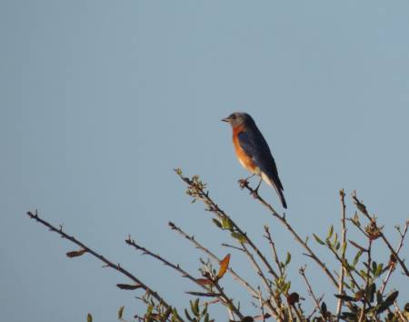 Eastern Bluebird